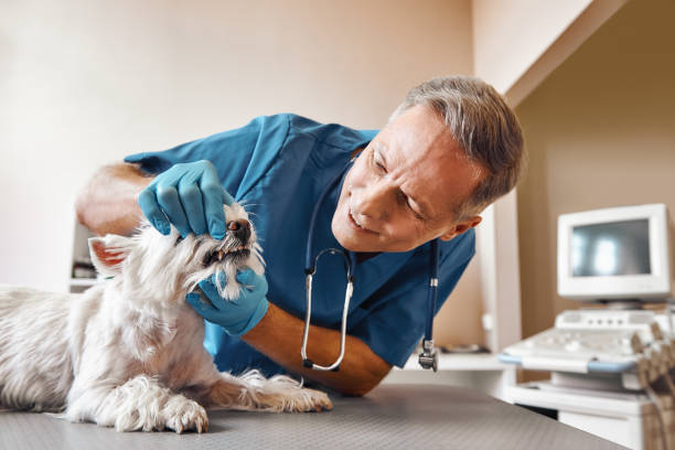 Best Emergency Treatment for Dental Infections or Abscesses in Vassar, MI